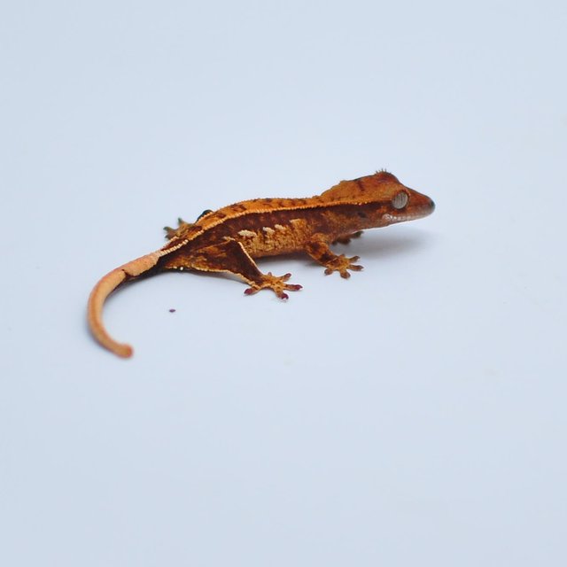 노멀 텐저린 쿼드 트라이