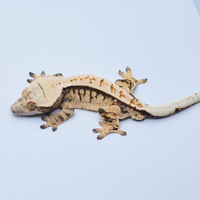 노멀 트라이 텐저린 익스트림할리퀸