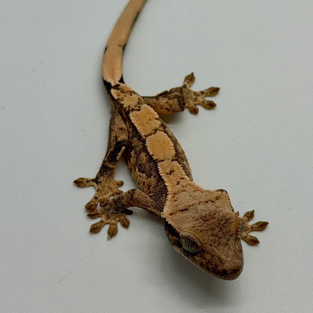 노멀 할리퀸 익스트림할리퀸