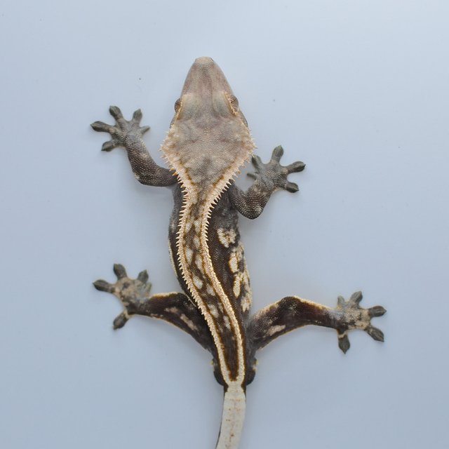 노멀 엠티백 쿼드 핀스트라이프 풀핀 슈퍼스트라이프