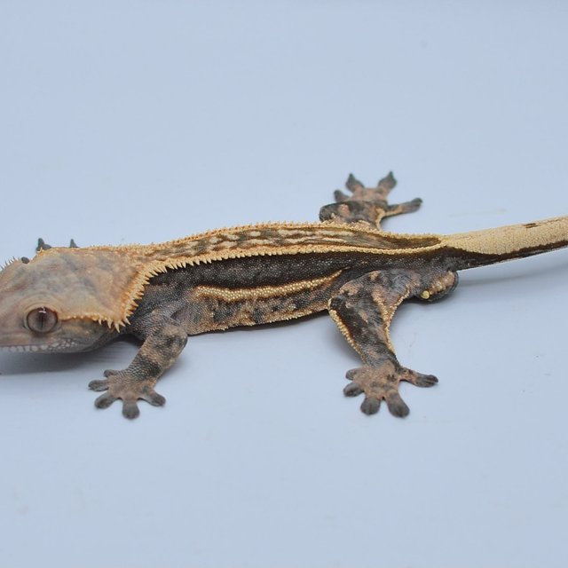 노멀 핀스트라이프 풀핀 쿼드 엠티백 슈퍼스트라이프