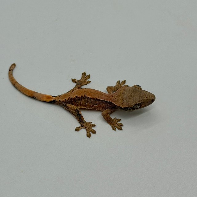 쿼드 핀스트라이프 솔리드백