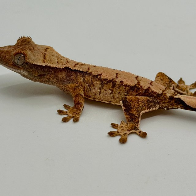 노멀 할리퀸 익스트림할리퀸