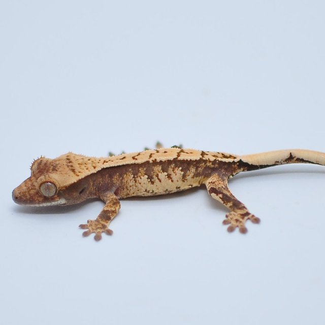 노멀 할리퀸 익스트림할리퀸 트라이