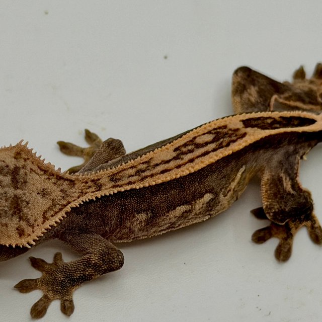 노멀 엠티백 쿼드 핀스트라이프 슈퍼스트라이프