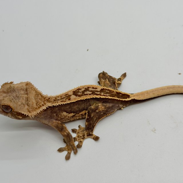 노멀 엠티백 풀핀 슈퍼스트라이프