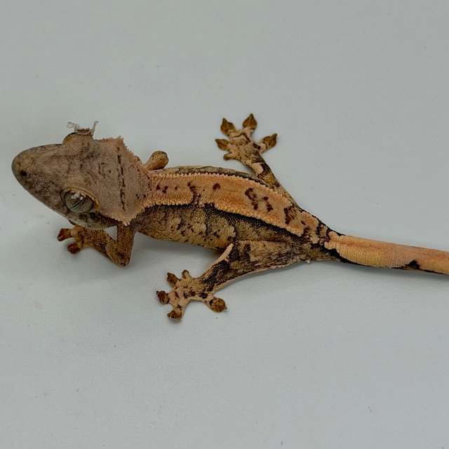 노멀 익스트림할리퀸 할리퀸