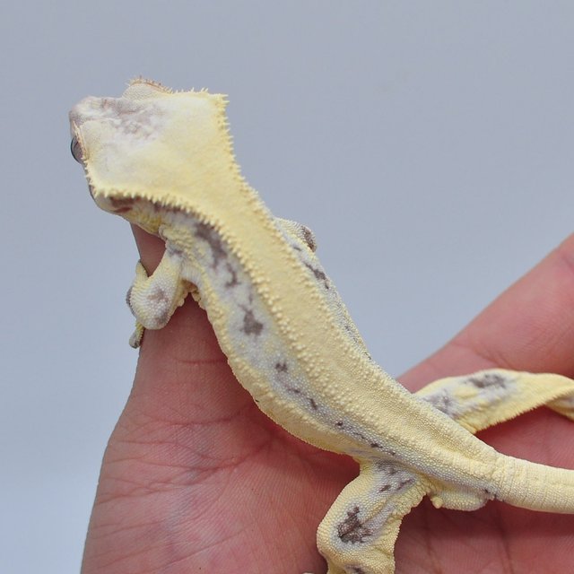 세이블 릴리화이트 릴리 세이블 드리피 솔리드백 화이트스팟