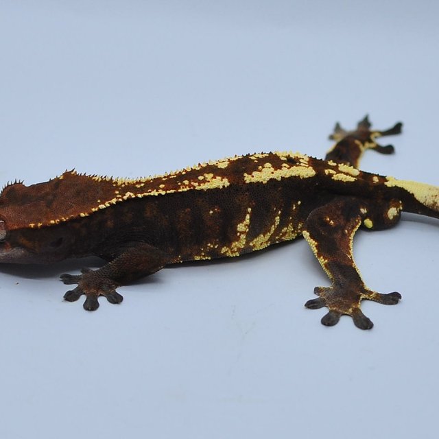 카푸치노 트라이