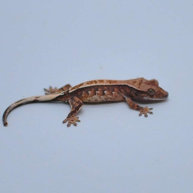 쿼드 핀스트라이프