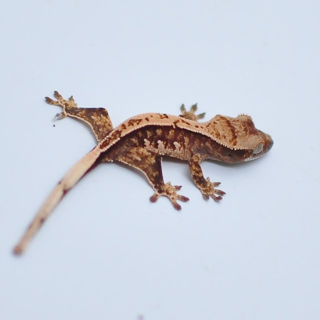 쿼드 노멀 트라이 핀스트라이프