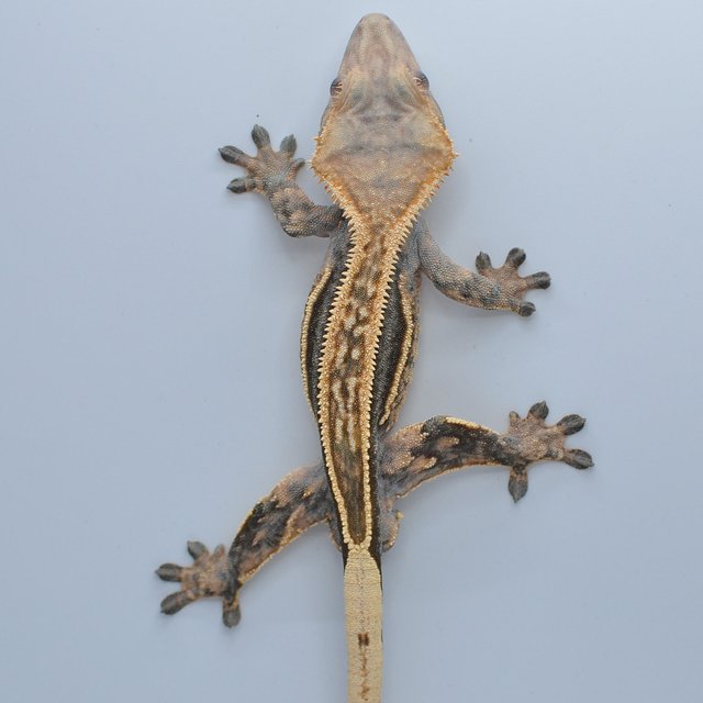 노멀 핀스트라이프 풀핀 쿼드 엠티백 슈퍼스트라이프