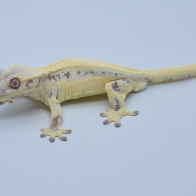 세이블 릴리화이트 릴리 세이블 드리피 솔리드백 화이트스팟