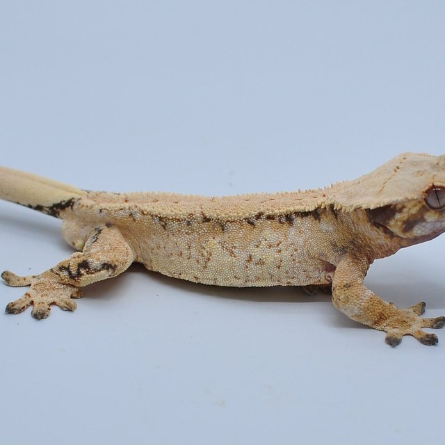 노멀 익스트림할리퀸 할리퀸 트라이