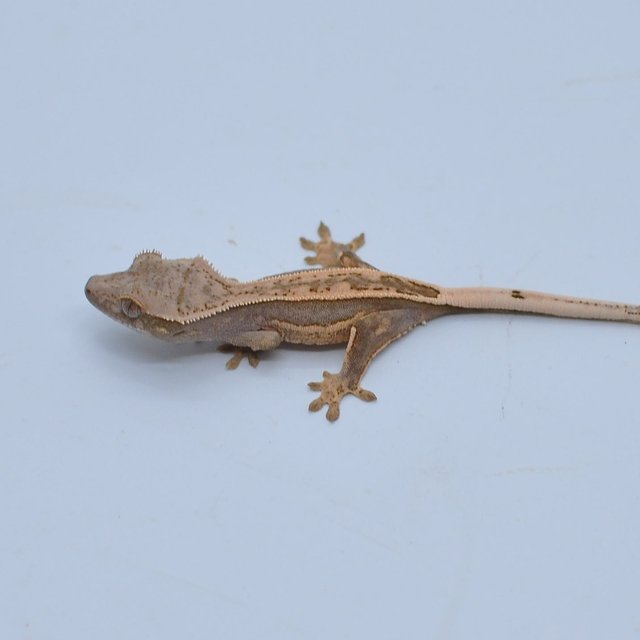 노멀 슈퍼스트라이프 엠티백 핀스트라이프 쿼드 풀핀