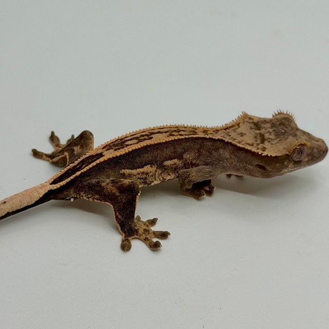 노멀 엠티백 쿼드 핀스트라이프 슈퍼스트라이프