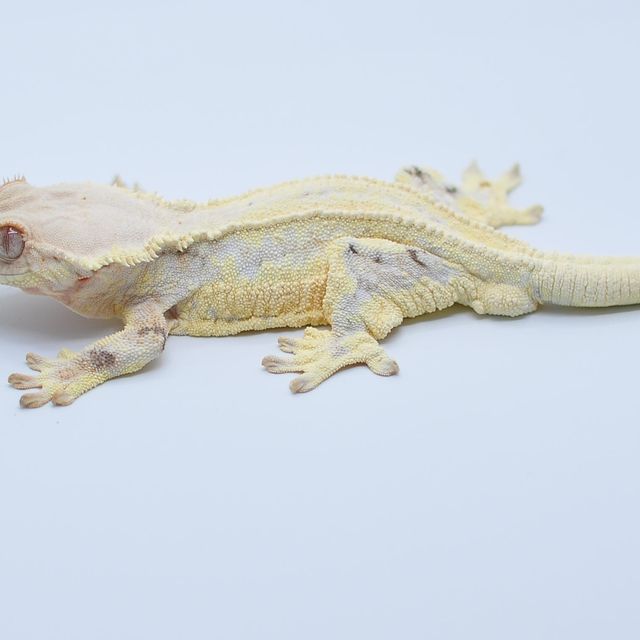 릴리화이트 솔리드백