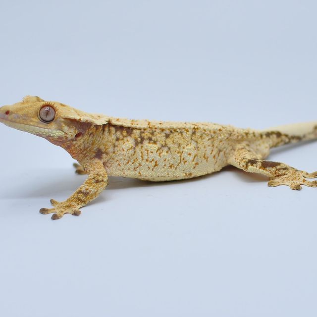 노멀 익스트림할리퀸 화이트스팟 트라이