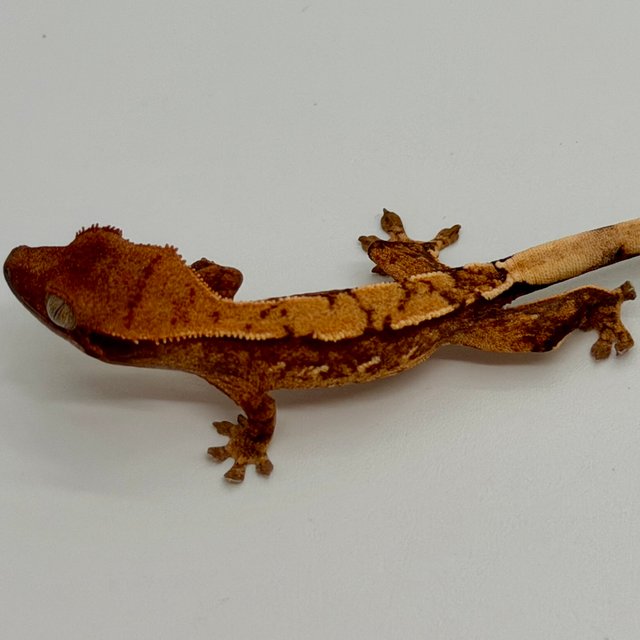 쿼드 핀스트라이프