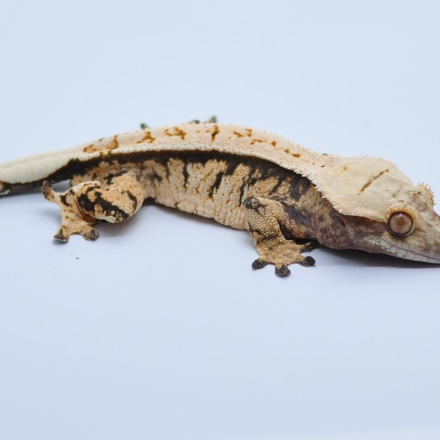 노멀 트라이 텐저린 익스트림할리퀸