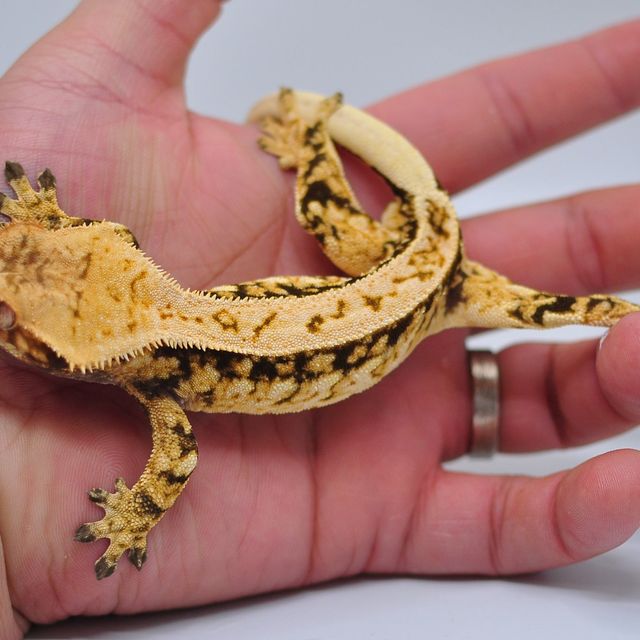 트라이 화이트스팟 쿼드 핀스트라이프