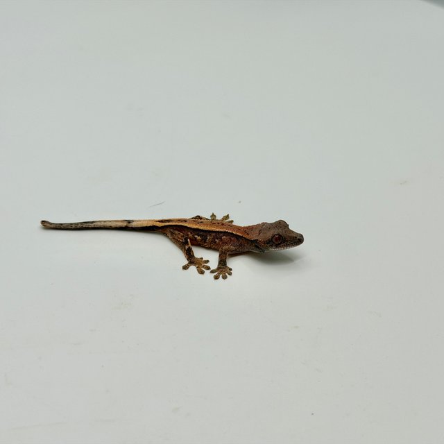 드리피 쿼드 핀스트라이프 슈퍼스트라이프