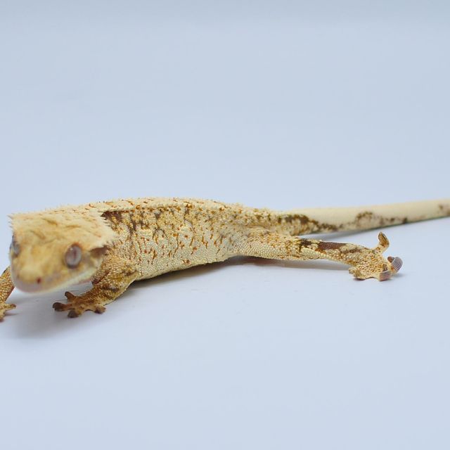 노멀 익스트림할리퀸 화이트스팟 트라이