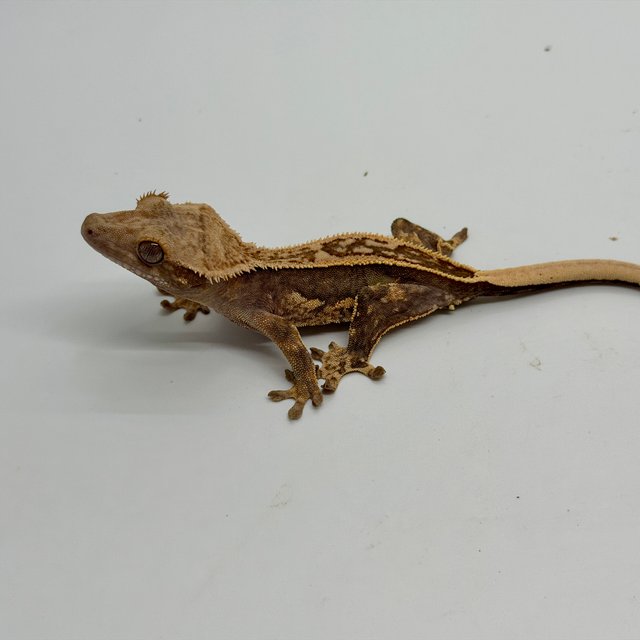 노멀 엠티백 풀핀 슈퍼스트라이프