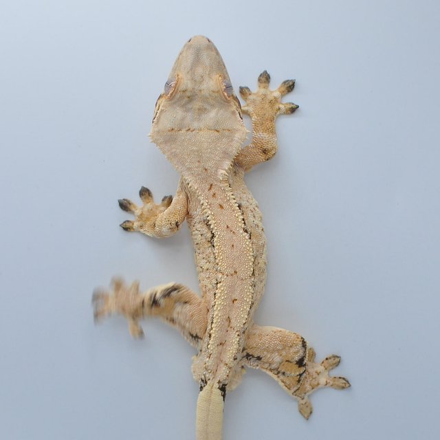 노멀 익스트림할리퀸 할리퀸 트라이