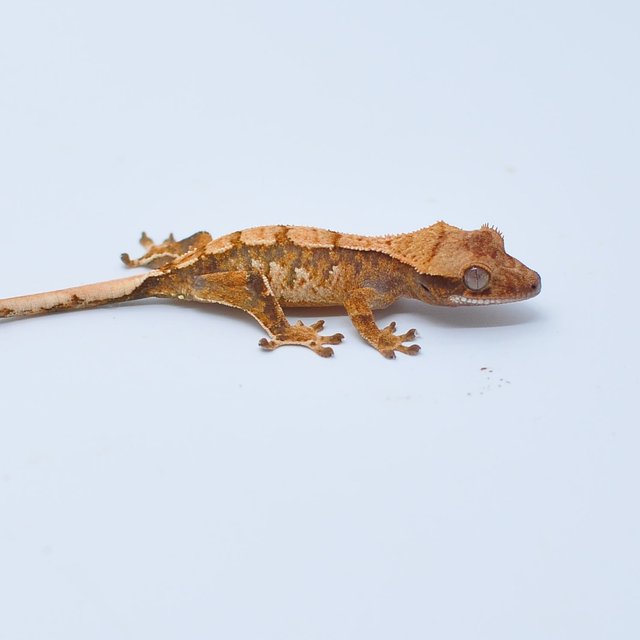 노멀 쿼드 텐저린