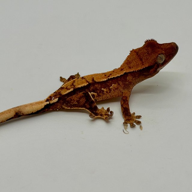 쿼드 핀스트라이프