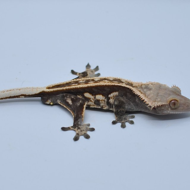 노멀 엠티백 쿼드 핀스트라이프 풀핀 슈퍼스트라이프