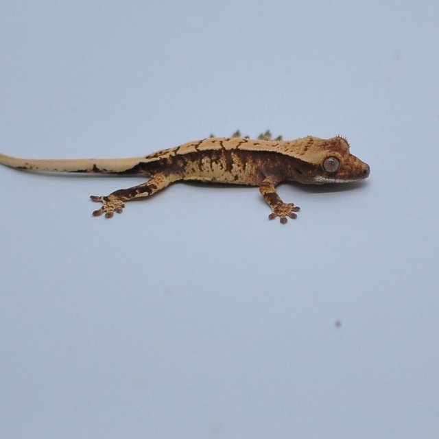 노멀 할리퀸 익스트림할리퀸 트라이