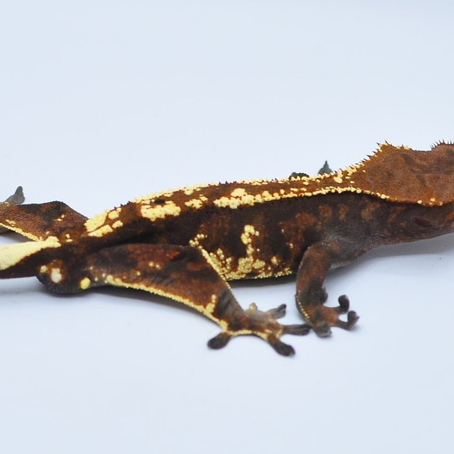 카푸치노 트라이