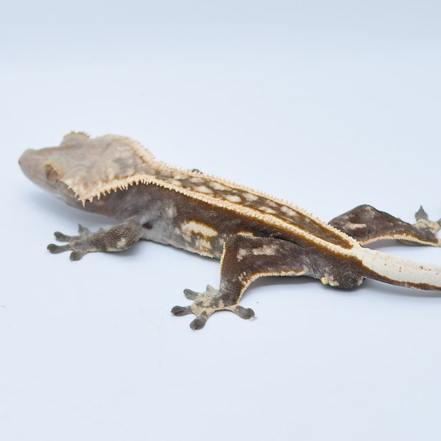 노멀 엠티백 쿼드 핀스트라이프 풀핀 슈퍼스트라이프