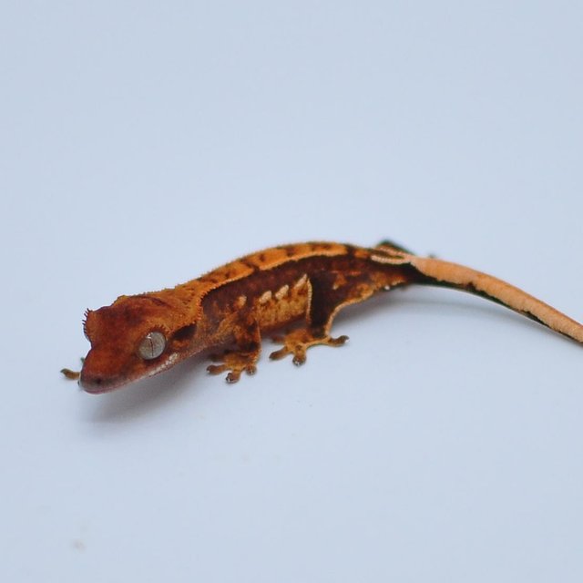 노멀 텐저린 쿼드 트라이