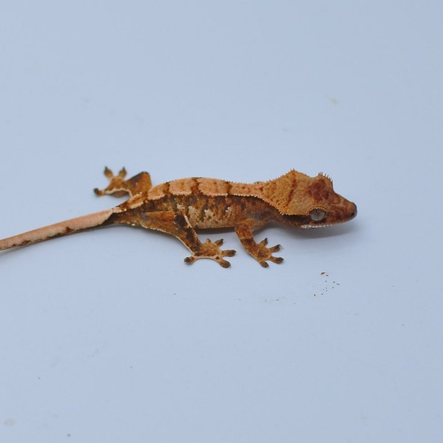 노멀 쿼드 텐저린