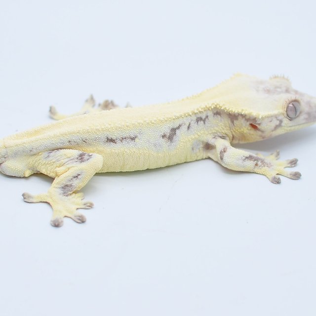 세이블 릴리화이트 릴리 세이블 드리피 솔리드백 화이트스팟