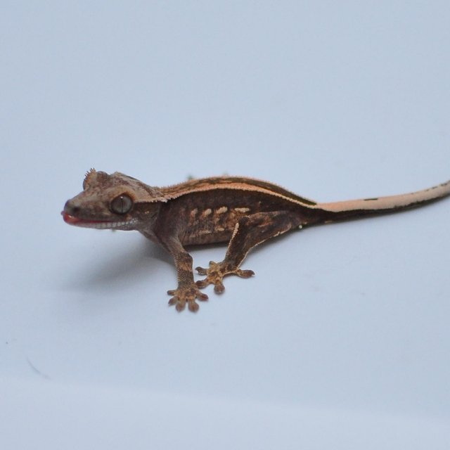 슈퍼스트라이프 엠티백 쿼드 핀스트라이프