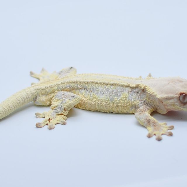 릴리화이트 솔리드백