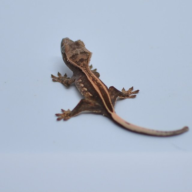 슈퍼스트라이프 엠티백 쿼드 핀스트라이프