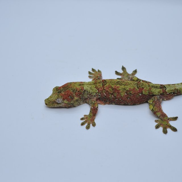 그린 노멀 레드 파인아일랜드