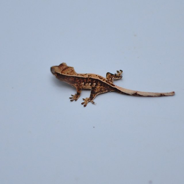 쿼드 노멀 트라이 핀스트라이프