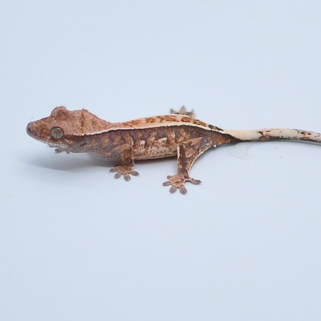 쿼드 핀스트라이프