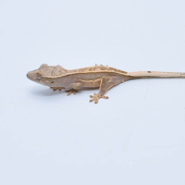 노멀 슈퍼스트라이프 엠티백 핀스트라이프 쿼드 풀핀