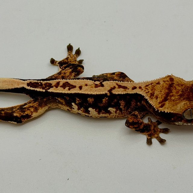 쿼드 노멀 트라이