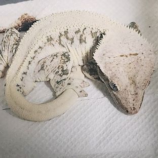 휘핑크림 백야 2세