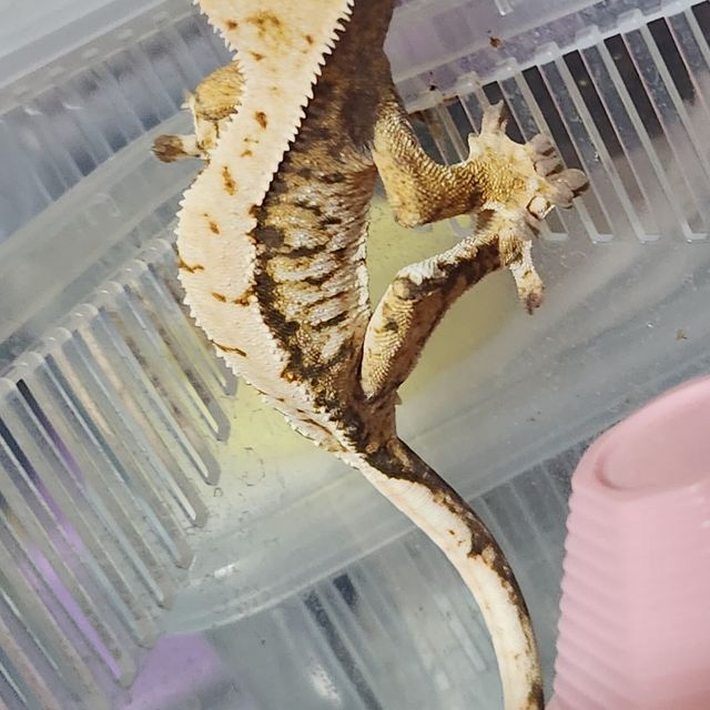 익스트림할리퀸 트라이