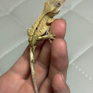 노멀 크림 크림시클 옐로우