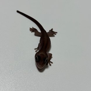 카푸치노